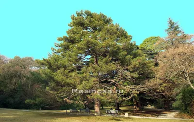 Сосна крымская (Долина холмов) зеленый дерево 200 см. 117367 - купить в  интернет-магазине The Furnish