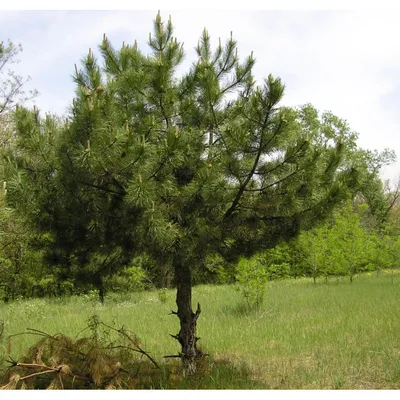Семена Сосна Крымская (Pinus nigra pallasiana), 50 штук — купить в  интернет-магазине по низкой цене на Яндекс Маркете
