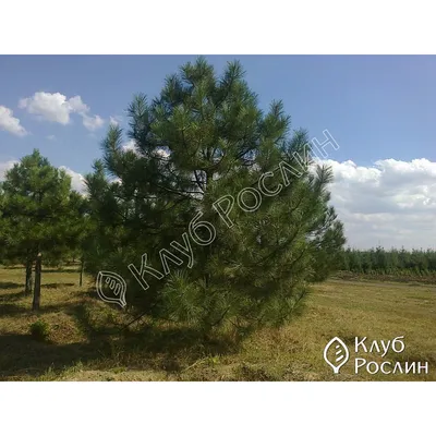 Сосна Крымская (Pinus pallasiana) саженец, 10 шт. в упаковке в  интернет-магазине VALLES.RU