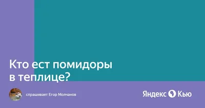 Владимирским садоводам рассказали, какие сорта помидоров не требуют много  ухода - Новости Владимира :: ГТРК Владимир