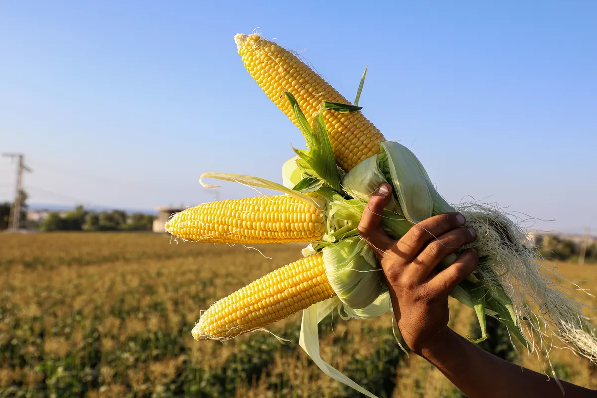 Урожайность кукурузы составляет 4 тонны. Урожай кукурузы. Кукурузный початок Глобус. Початок кукурузы с волосами. Человек кукуруза.