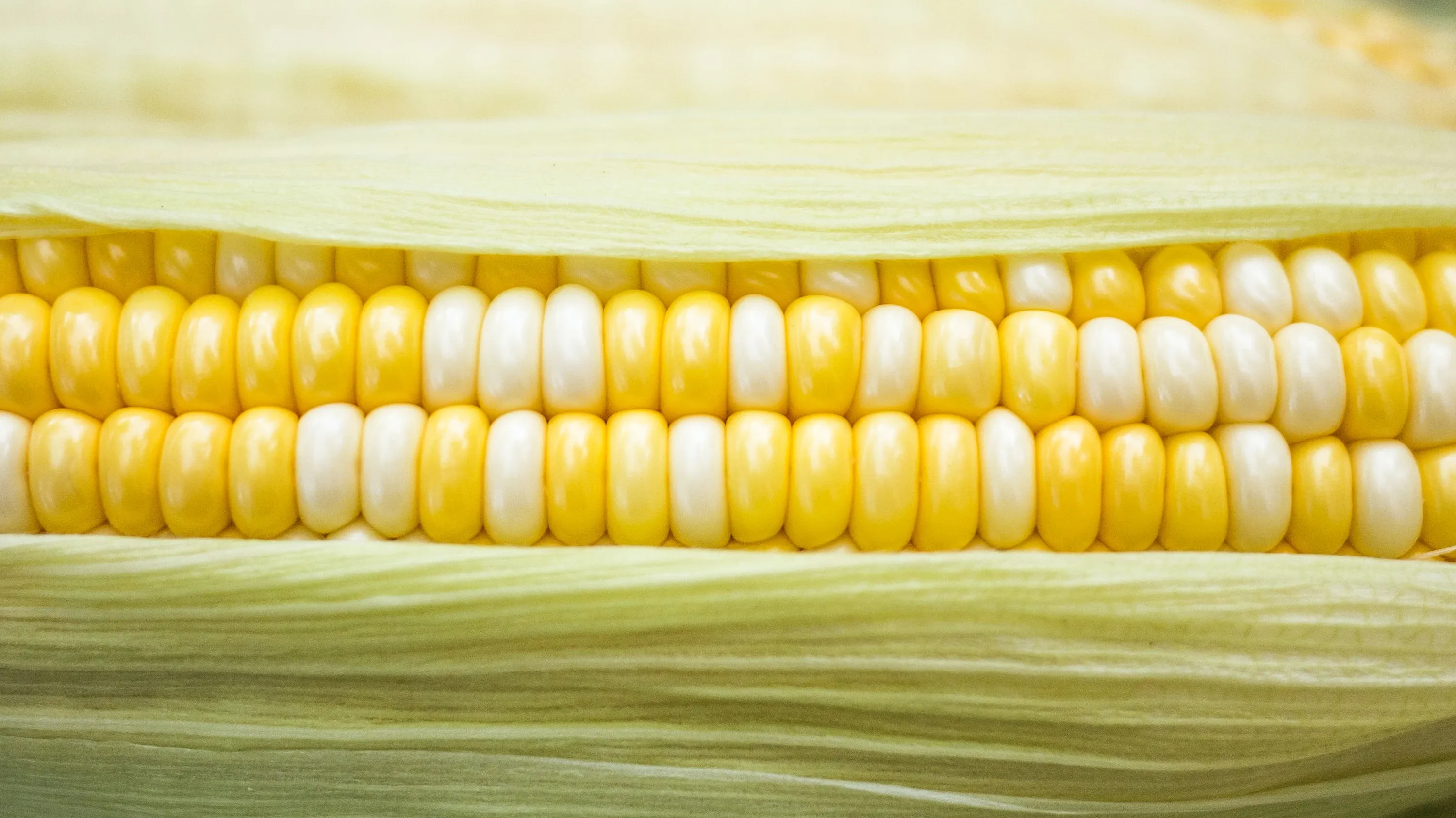 Corn note. Сорта кукурузы. Белая кукуруза. Сорт кукурузы с белыми и желтыми зернами. Желтая кукуруза.