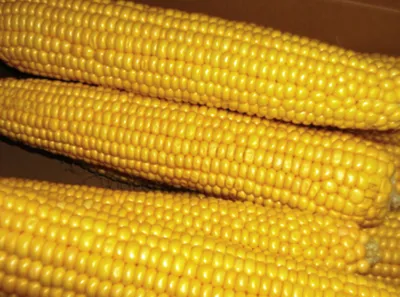 Купить Кукуруза Мегатон F1 (500 семян) • Clause (Франция) • урожайная  среднеспелая суперсладкая кукуруза с длинным початком • в Агрошоп5 с  доставкой по России • -8434