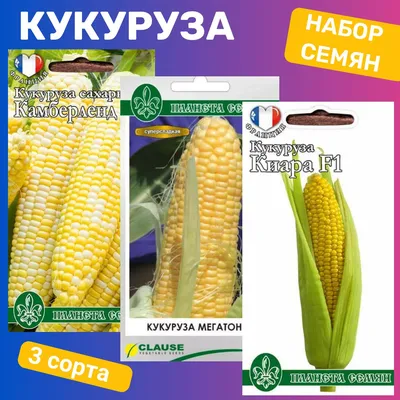 Купить Семена кукурузы МЕГАТОН F1 3000 семян Harris Moran в интернет -  магазине \"Фермер Профессионал\"