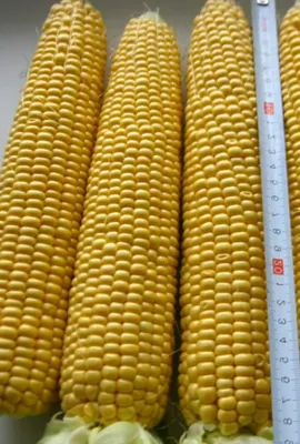 Купить Кукуруза Мегатон F1 (500 семян) • Clause (Франция) • урожайная  среднеспелая суперсладкая кукуруза с длинным початком • в Агрошоп5 с  доставкой по России • -8434