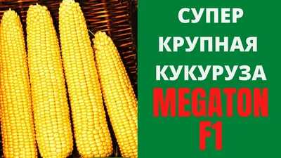 Мегатон F1 насіння кукурудзи суперсолодкої (1кг) - купить на Агробиз,  цена1562 грн. - 1433460