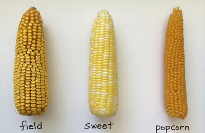 Выращивание кукурузы попкорн и лучшие сорта | Агро Сіті