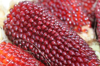 Кукуруза Попкорн Клубничный Strawberry Popcorn - купить семена овощей с  доставкой по Украине в магазине Добродар