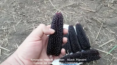 Кукуруза Чёрный Попкорн — Black Popcorn (семена, приготовление) - YouTube