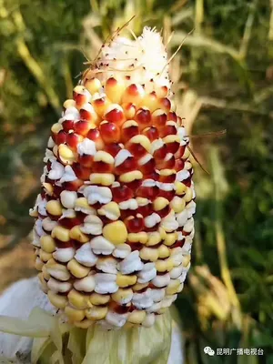 Кукуруза попкорн Жемчужный (Pearly Popcorn)