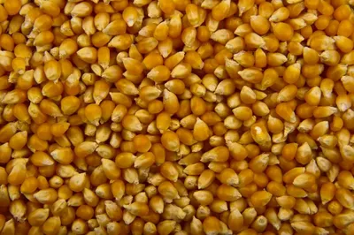 Купить семена Кукуруза Попкорн в Минске и почтой по Беларуси