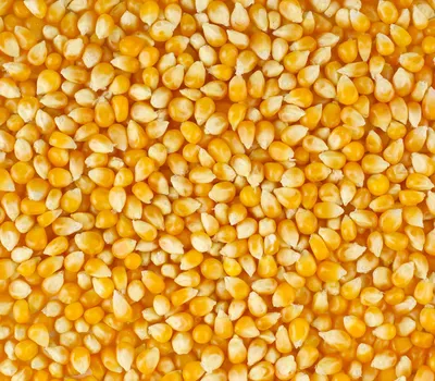Кукуруза для попкорна | Магазин Халяль