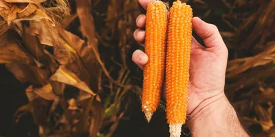 Кукуруза Попкорн 5 г Gl Seeds - купить по лучшей цене в Днепропетровской  области от компании \"Agroretail.com.ua\" - 1075050945