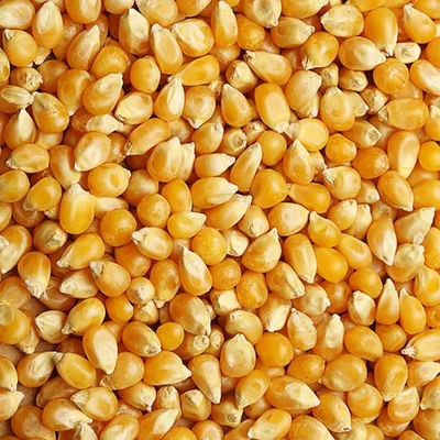 Семена кукурузы \"Попкорн\" купить по цене 49 ₽ в интернет-магазине  KazanExpress