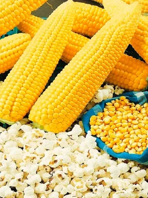Купить Семена кукурузы попкорн белая по лучшей цене в Украине - 605333137