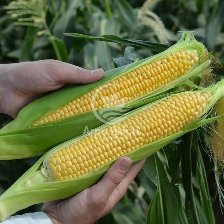 Кукуруза сахарная (Zea mays L. ssp. mays)