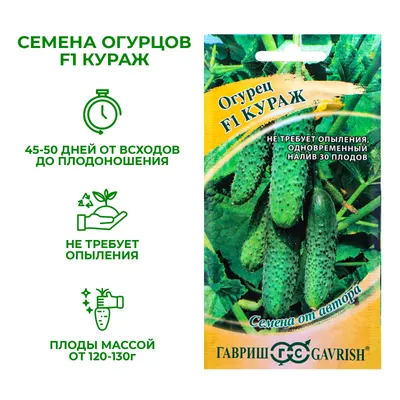 Вкусный, сладкий огурец Кураж F1. Поспевает за 45 дней в открытом грунте,  даже на Урале | Зелёная стрекоза | Дзен