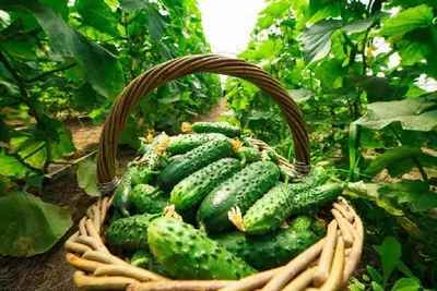 Куст огурца с плодоовощ детенышей Стоковое Изображение - изображение  насчитывающей овощ, буш: 42907219
