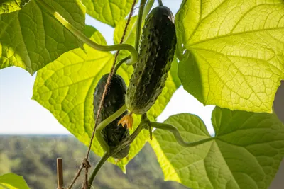 Как вырастить балконные огурцы в пакетах - и получить от них не только кусты,  но и плоды | Пикабу