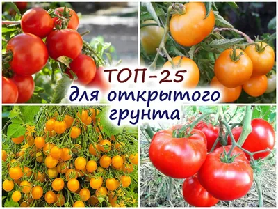 Семена Томаты балконно-комнатные Ваморн, Семена, 20 шт. Цена от 350 руб. .  Отличная всхожесть, есть инструкция. Купить с доставкой и онлайн оплатой. -  интернет-магазин Лесландия