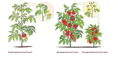 Формируем томаты правильно. Уход за помидорами в июле. Чем подкормить  томаты | Ваше хозяйство | Дзен
