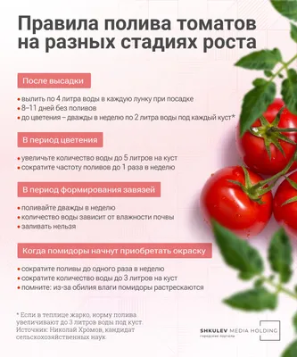 Всего один раз так польете помидоры, и кусты томатов на максимум заполонят  грядки - UssurMedia.ru