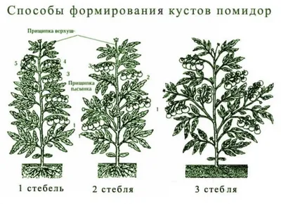 По два ведра с куста! Мой рейтинг самых урожайных помидоров 2016 |  ОГОРОД.сайт