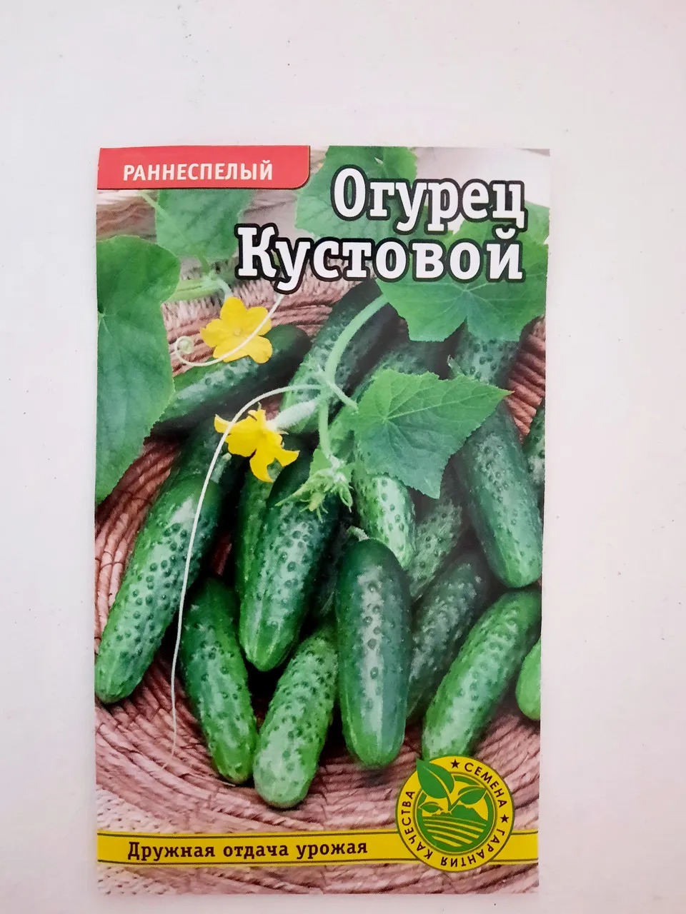 Семена огурец кустовой. Огурец кустовой Уральский Дачник. Огурец кустовой описание отзывы. Огурец кустовой описание отзывы фото посадка и уход.