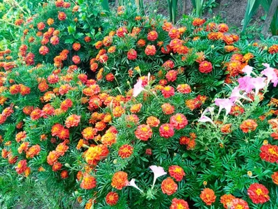 Цветы кустовые многолетники (38 фото) - 38 фото