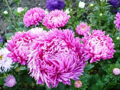 Вьющиеся растения для сада и роскошные кустовые розы с королевским  ландшафтом. Обсуждение на LiveInternet - Российский Сервис Онлайн-Дневников