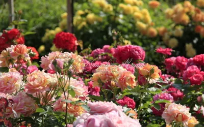 Многолетние цветы, которые станут украшением вашего сада и не потребуют  особых забот. Часть 3. Осенние | Уютный дом в цветущем саду | Дзен