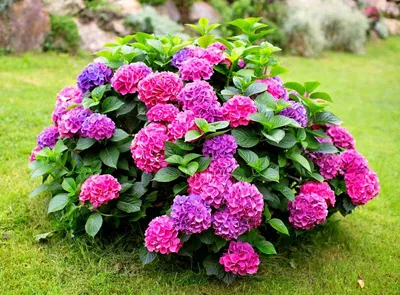 Цветы-защитники сада и огорода от вредителей – полезная красота