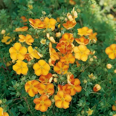 Potentilla fruticosa 'Elizabeth', Лапчатка кустарниковая  'Элизабет'|landshaft.info