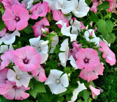 Лаватера цветок: фото, описание, выращивание, посадка, отзывы, уход в  открытом грунте