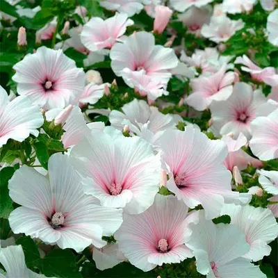 2,012 отметок «Нравится», 15 комментариев — КРАСИВЫЙ САД - создаем вместе  (@krasiviysad) в Instagram: «🌿Лаватера: раз… | Mallow flower, Flower  seeds, Pink flowers