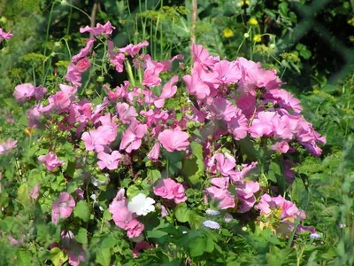 Лаватера, или дикая роза — неподражаемый летник второй половины лета |  Цветник план, Цветы на веранде, Небольшие цветники