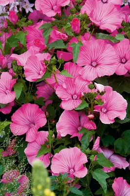 Лаватеры Цветущий сад ЦС Лаватера АССОРТИ - купить по выгодным ценам в  интернет-магазине OZON (437046433)