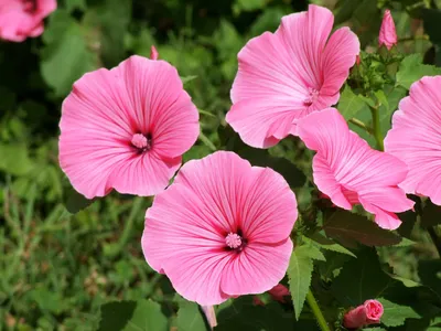 Лаватера цветок: фото, описание, выращивание, посадка, отзывы, уход в  открытом грунте