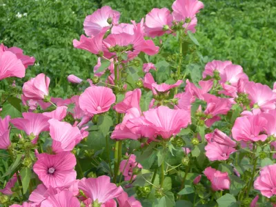 Лаватера трёхмесячная бело-розовый микс семена 30 ШТ | AliExpress