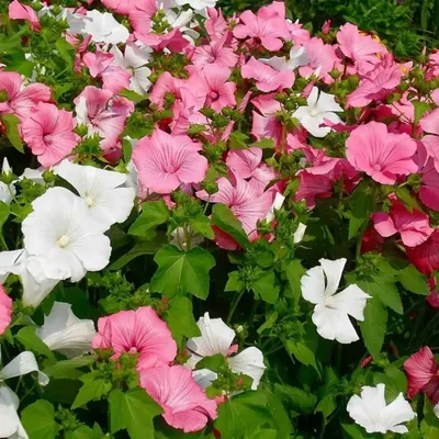 Цветок лаватеры в саду стоковое фото. изображение насчитывающей садовничать  - 179866750