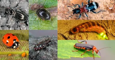 7 жуков, которых должен беречь каждый дачник | Дела огородные (Огород.ru)