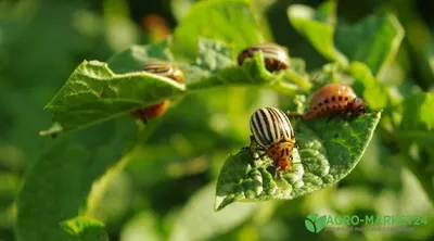Садовые вредители: вредители сада и огорода - АгроМаркет24