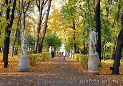 Осень в Летнем саду. Центральная аллея. Летний сад. Фото Санкт-Петербурга и  пригородов