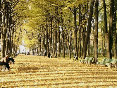Летний сад, Санкт-Петербург - «Очей очарованье... Золотая осень в Летнем  саду» | отзывы