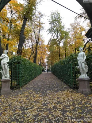 Осенний Летний сад | Сад, Санкт петербург
