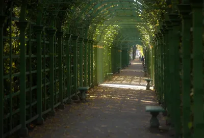 Летний сад в Петербурге