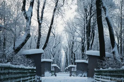 Летний сад зимой фото фотографии