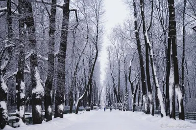 Летний сад зимой / Добужинский Мстислав Валерианович