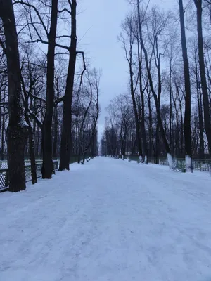 Стоит ли идти в петербуржский Летний сад зимой | Петров.Путешествия | Дзен
