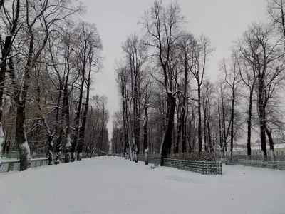 Летний сад зимой. Гравюра - Белоусов П. П - Коллекция Пермской  госудраственной художественной галереи